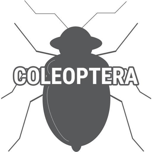 Coleoptera