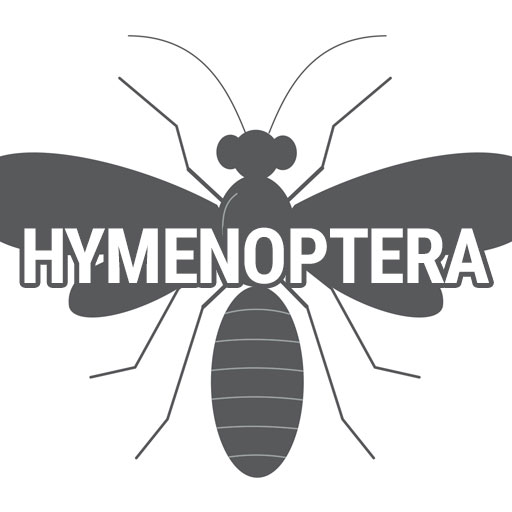 Hymenoptera