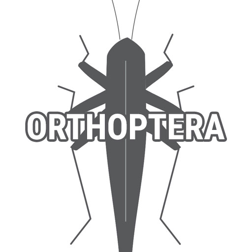 Orthoptera
